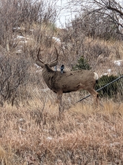 Odocoileus hemionus
