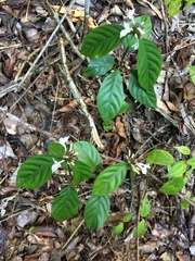 Hypoestes