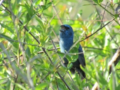 Cyanoloxia glaucocaerulea