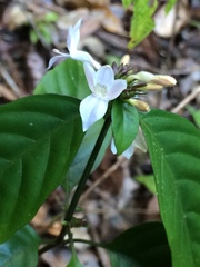 Hypoestes