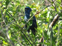 Cyanoloxia glaucocaerulea