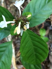 Hypoestes