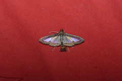 Diaphania elegans