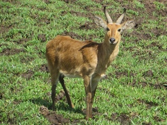 Redunca redunca
