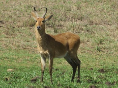Redunca redunca