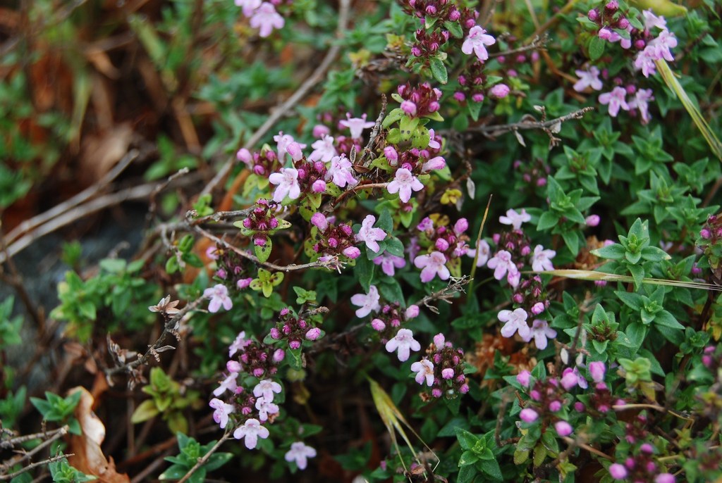 Caraway Thyme