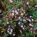 Caraway Thyme - Photo (c) David Renoult, some rights reserved (CC BY-NC), uploaded by David Renoult