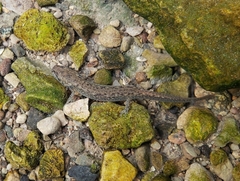 Pleurodelinae