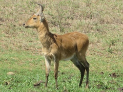 Redunca redunca