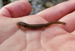 Pleurodelinae