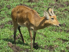 Redunca redunca