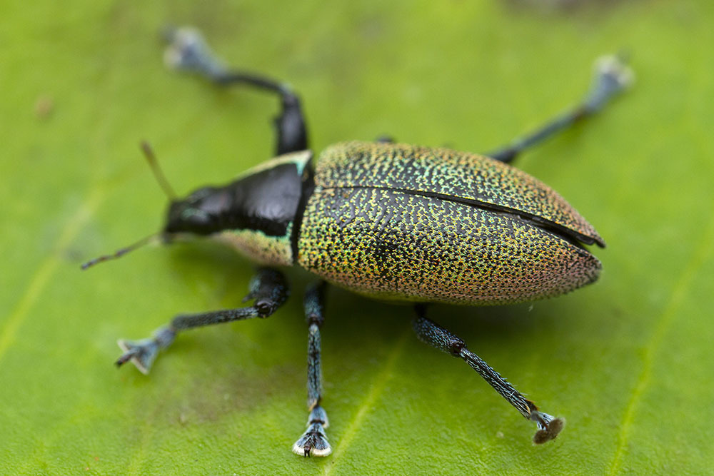 Cratopus rocki
