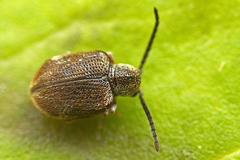 Trymolophus