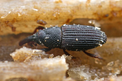 Dryophthorinae