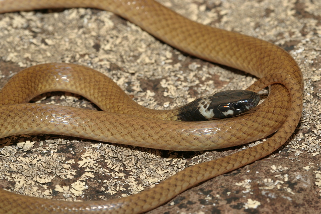 Big Bend Blackhead Snake