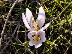 Colchicum trigynum