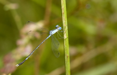 Lestes praevius