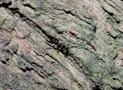 Platythyrea parallela