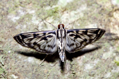 Rhimphalea