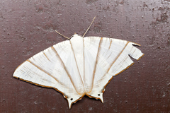 Ourapteryx picticaudata