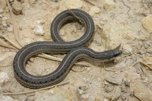 Lined Snake