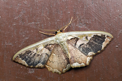 Zythos turbata