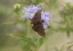 Pellicia arina