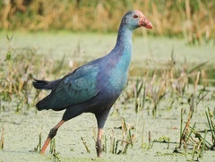 Porphyrio poliocephalus