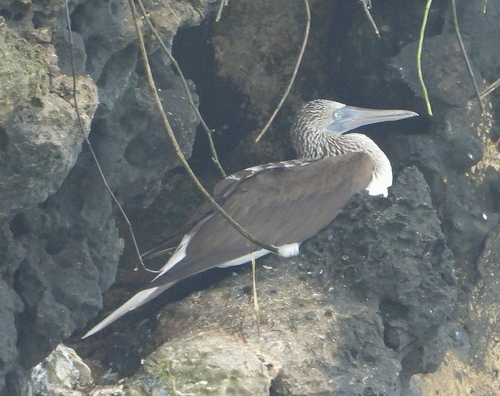 Blue-footed Booby