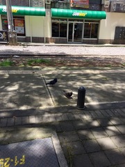 Columba livia domestica