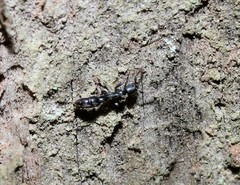 Platythyrea parallela