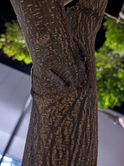 Lepidoptera