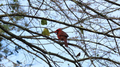 Cardinalis cardinalis