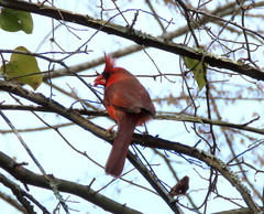 Cardinalis cardinalis