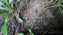 Comesperma volubile