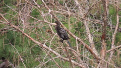 Nannopterum brasilianum