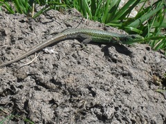 Iberolacerta monticola