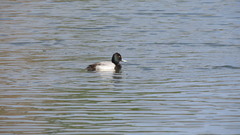 Aythya affinis