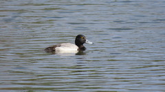 Aythya affinis