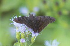 Pellicia arina