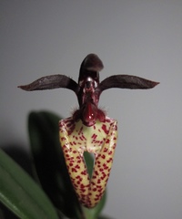 Bulbophyllum lasiochilum