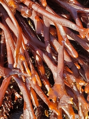 Ahnfeltiopsis linearis