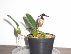 Bulbophyllum lasiochilum
