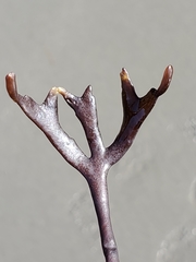 Ahnfeltiopsis linearis