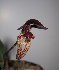Bulbophyllum lasiochilum