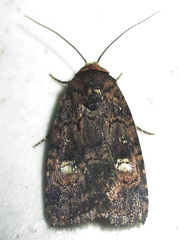 Athetis leuconephra