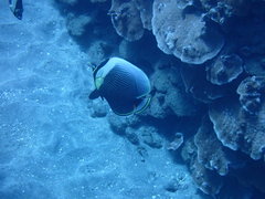 Chaetodon reticulatus