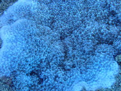 Montipora flabellata