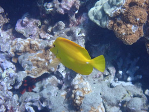 Lemon sailfin (Zebrasoma flavescens) — Acanthuridae — 3