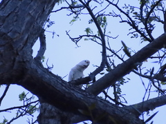 Cacatua goffiniana